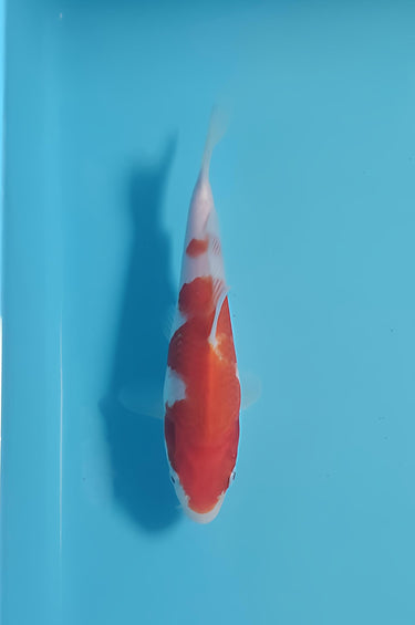Kohaku from Sakamaki