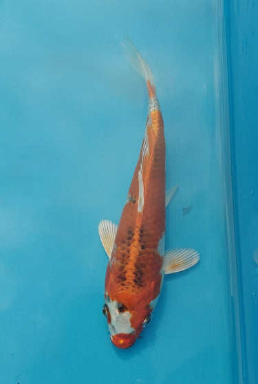 Kujaku koi