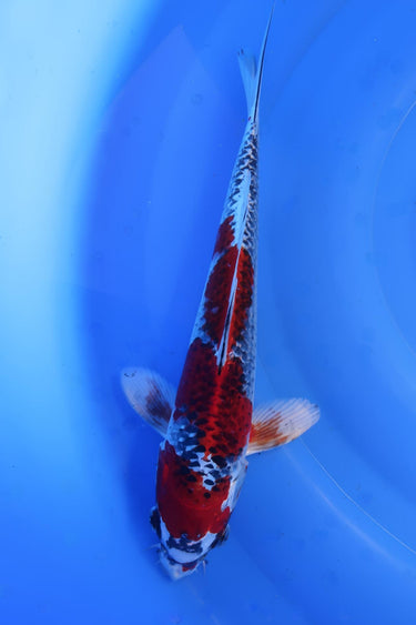 Kujaku 34cm