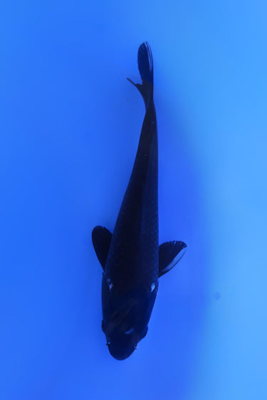 Magoi from Otsuka