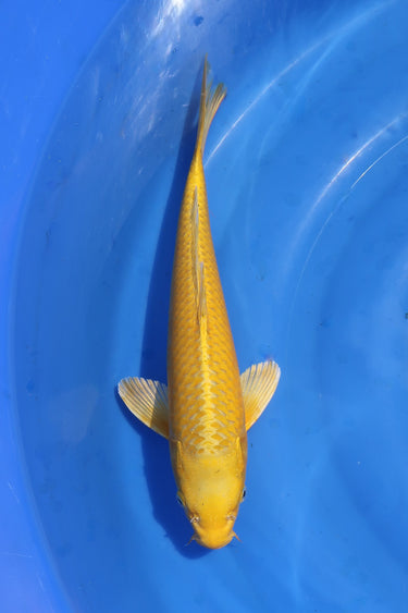 Ogon Koi for sale