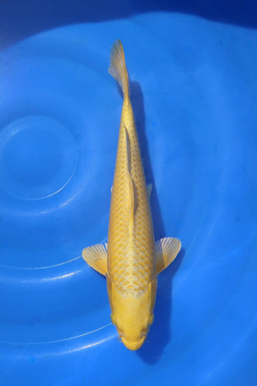 Ogon 34cm