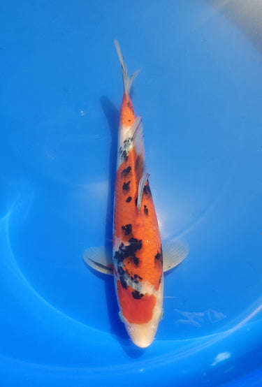Sanke 29cm