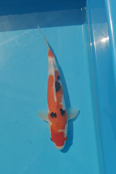sanke 30cm koi