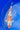 Sanke 40cm Koi for Sale - Premium Japanese Koi