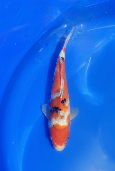 Sanke 28cm