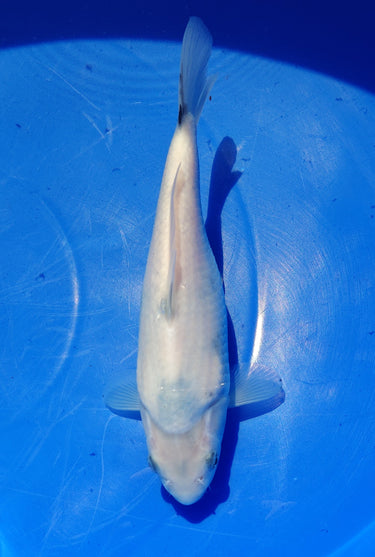 Shiro Utsuri NND 22CM