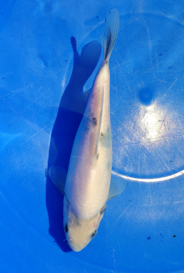 Shiro Utsuri 22CM