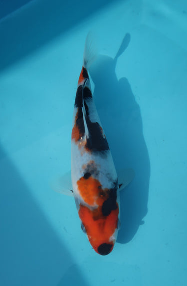 Sakamaki Showa 22cm