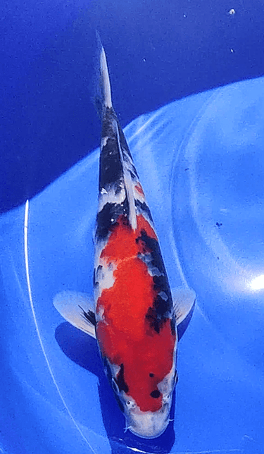 Showa - Isa - REF 318 - JS KOI