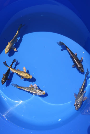 Shunkou Koi Mix