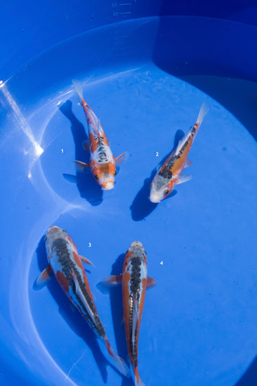 Shusui Koi