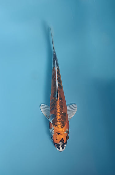 Beni Kikokuyru koi