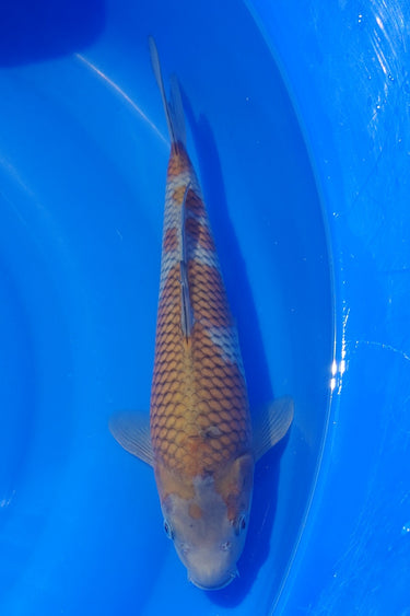ochiba 33cm Kawakami Koi Farm