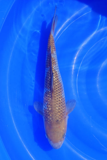Ochiba 36CM Kawakami Koi Farm