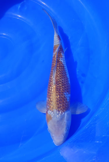 Ochiba 38CM Kawakami Koi Farm
