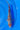 Ochiba 38CM Kawakami Koi Farm
