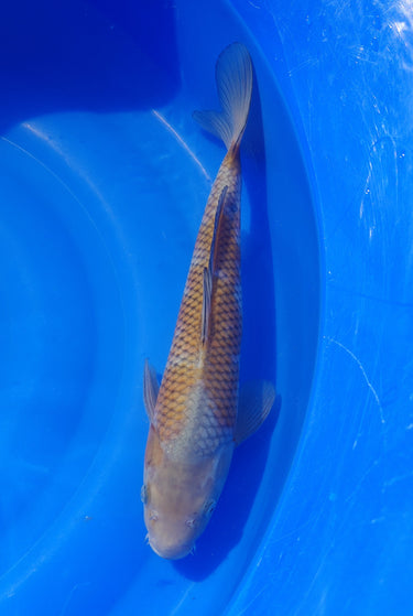 Ochiba 38CM Kawakami Koi Farm