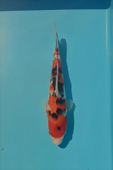 Sanke koi