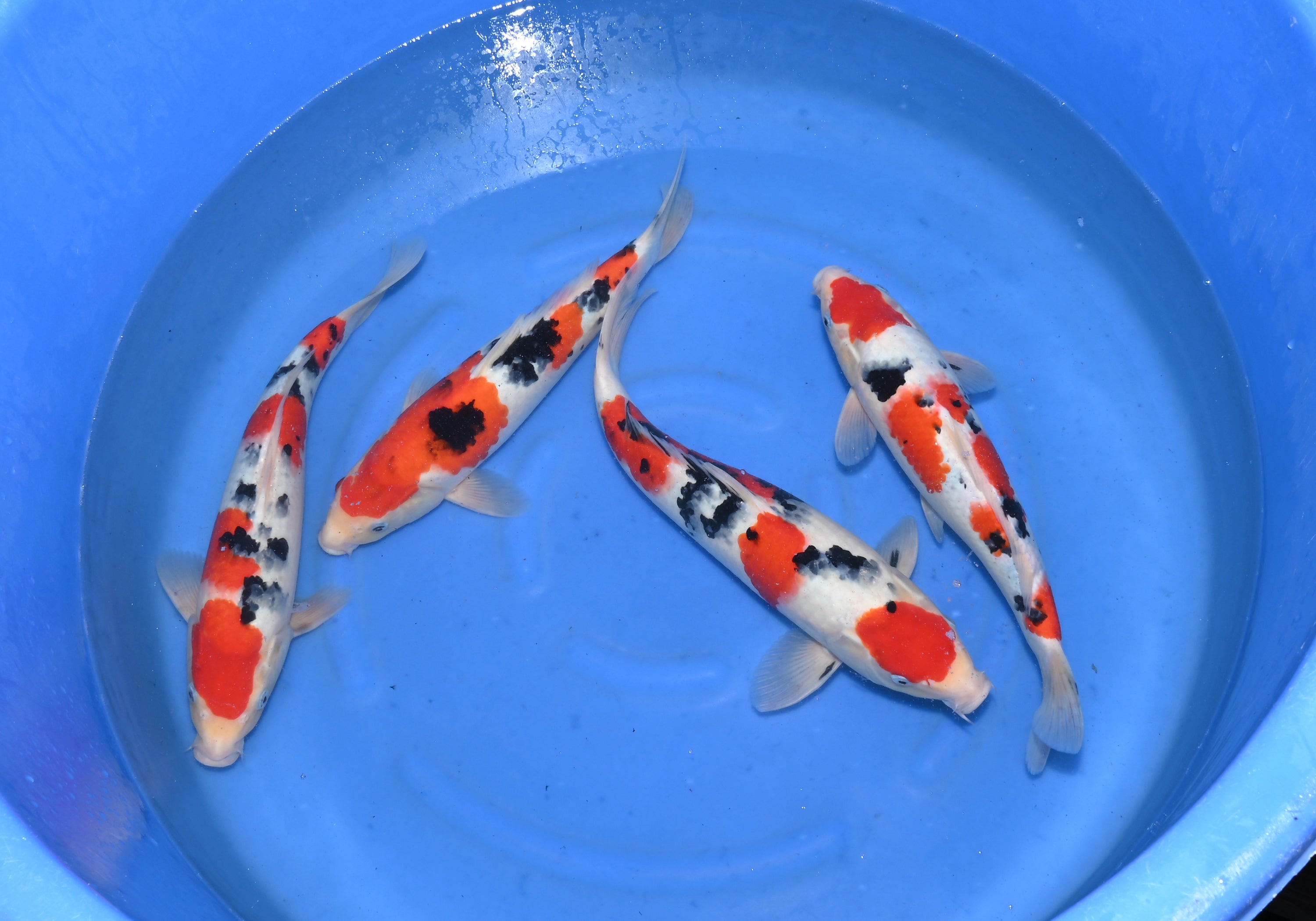 Nisai Koi For Sale UK | Japanese Koi – JS KOI