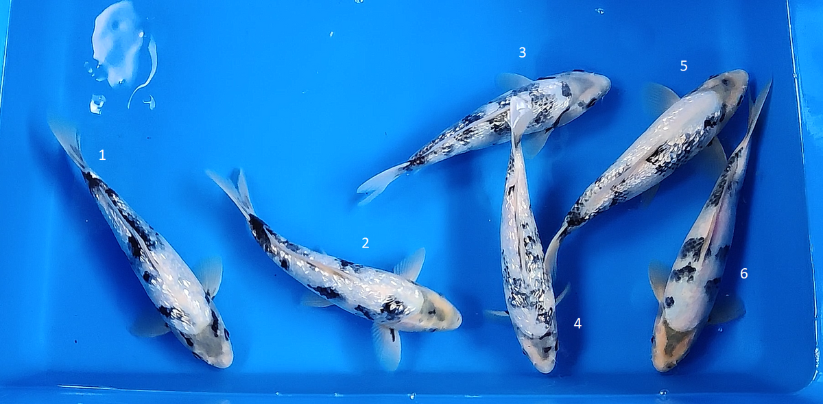 Shiro Utsuri & Gin Rin Shiro Utsuri Mix