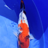 Showa - Odakan - REF 32 - JS KOI