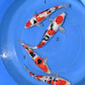 Sanke 35-41cm Premium Japanese Koi - Premium Japanese Koi