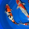 Sanke koi from japan