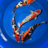 Goshiki koi from japan.