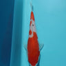 Ai Goromo tosai koi