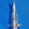 Aragoke Miyatora 22CM