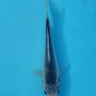 Asagi 16cm