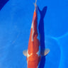 Doitsu Kohaku koi fish swimming in a blue pond