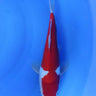 Doitsu Kohaku