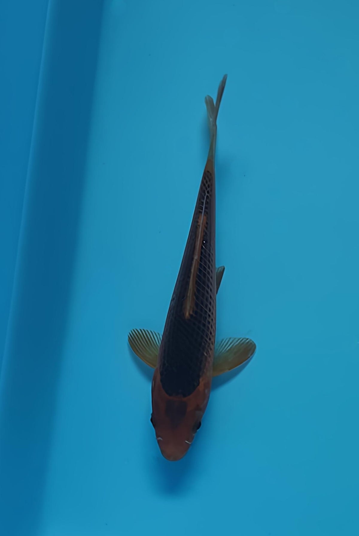 Golden corn from Taniguchi Koi Farm