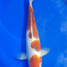 Goromo Koi fish from Takano, Ref #TK-001, high quality Japanese koi for sale at JS KOI