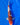 Takano bloodline Goromo Koi, Ref #TK-002, premium Japanese koi fish available at JS KOI