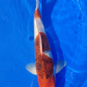 Takano bloodline Goromo Koi, Ref #TK-002, premium Japanese koi fish available at JS KOI