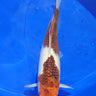 Top quality Takano Goromo Koi, Ref #TK-004, stunning Japanese koi for ponds from JS KOI