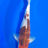 Authentic Goromo Koi from Takano, Ref #TK-003, vibrant Japanese koi fish for sale at JS KOI