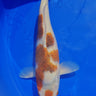 Japanese Goromo Koi from Takano collection, Ref #TK-007, vivid colors koi for sale at JS KOI