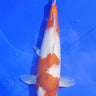Elite Takano Goromo Koi, Ref #TK-006, premium Japanese koi fish for enthusiasts at JS KOI