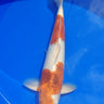 Hand-picked Goromo Koi fish, Ref #TK-005, high-grade Japanese koi for collectors at JS KOI