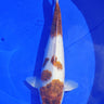 Shop Goromo Koi from Takano lineage, Ref #TK-008, high quality Japanese koi fish at JS KOI