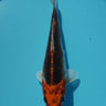Kujaku from Koda