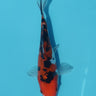 Doitsu Sanke from Hiroi