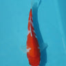Kohaku from hiroi