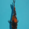 Showa koi from hiroi