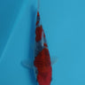 Goshiki from the breeder Hiroi