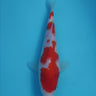 Kohaku from Hiroi